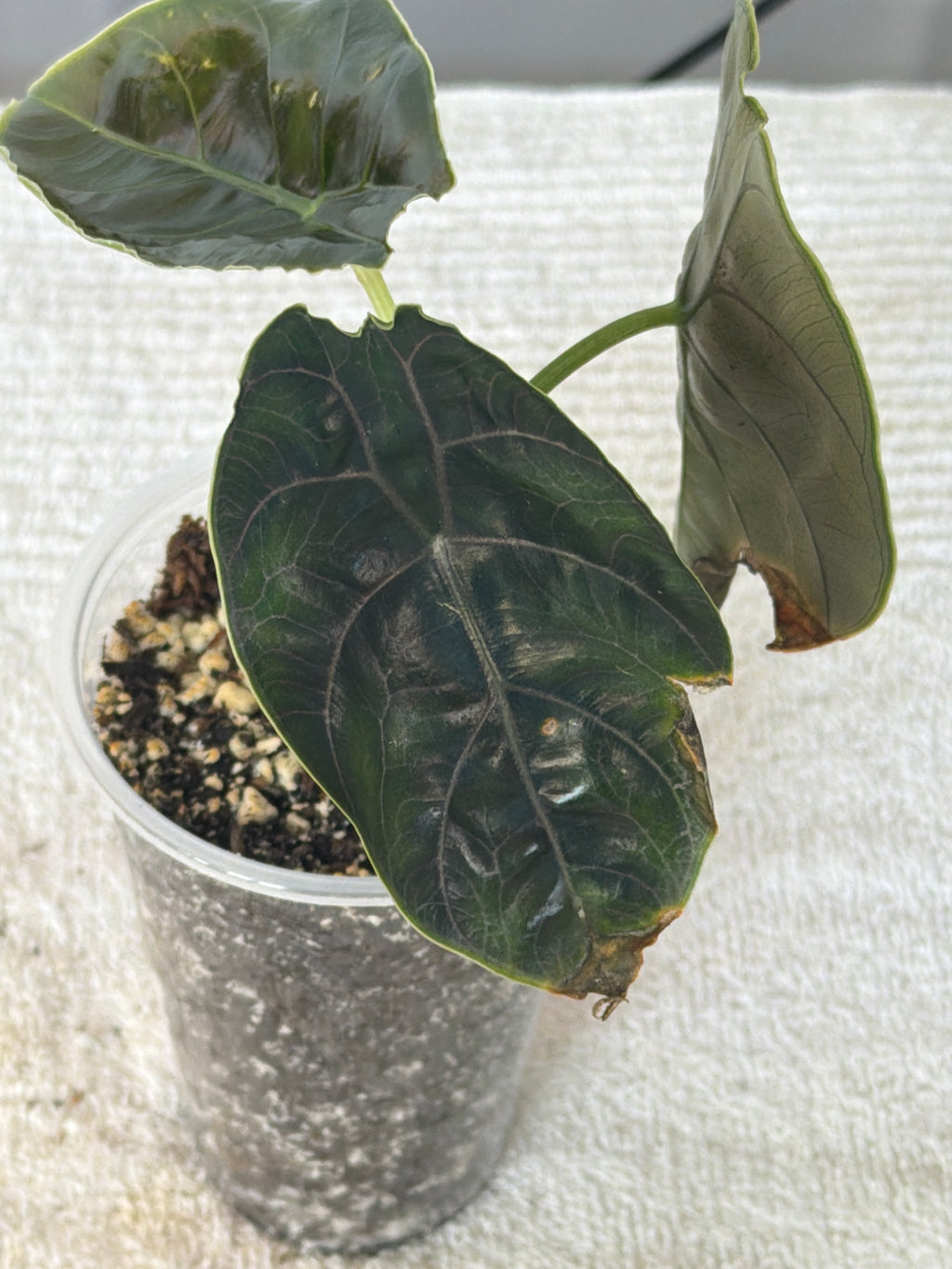Alocasia Azlanii
