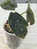 Alocasia Azlanii