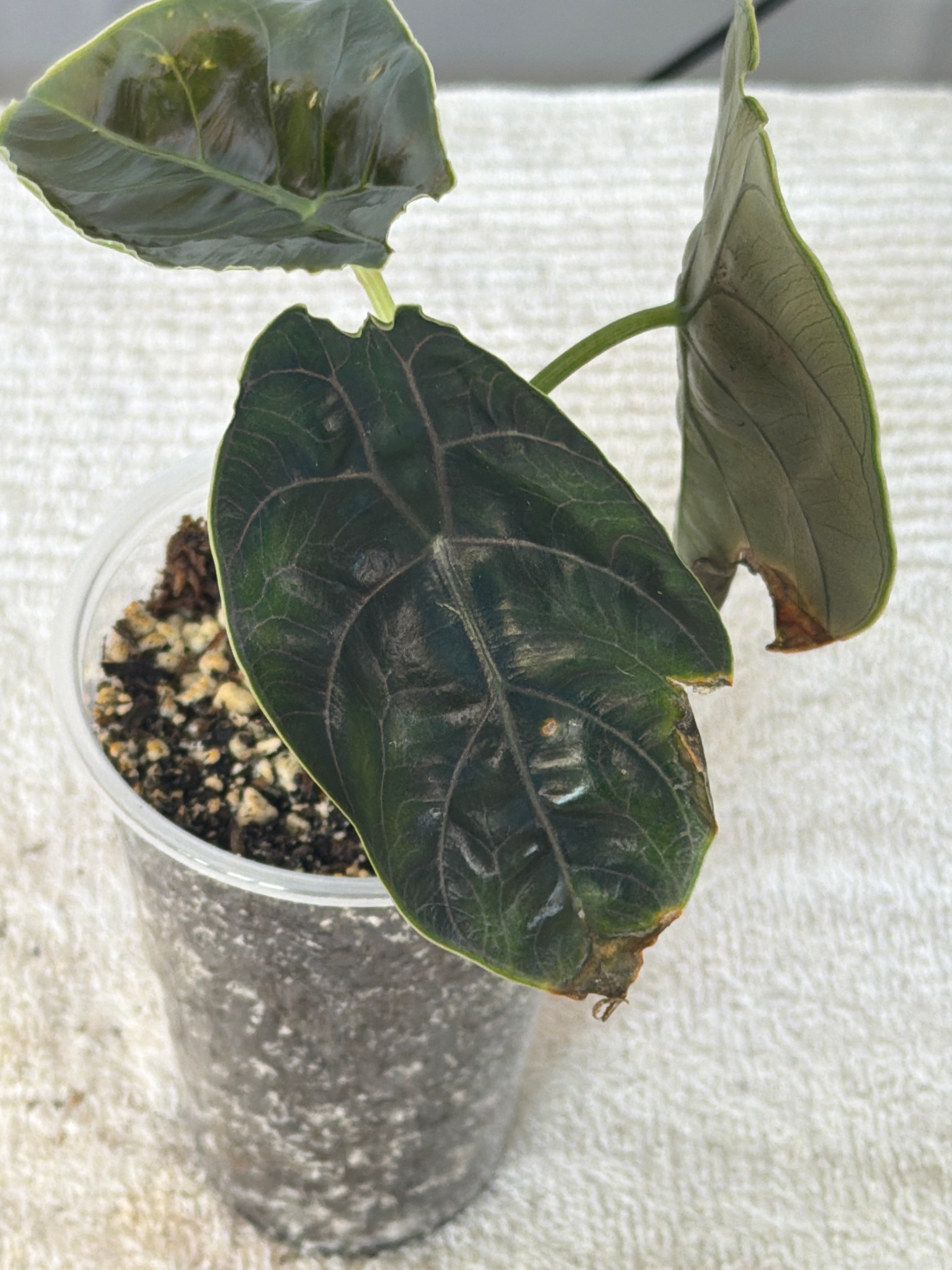 Alocasia Azlanii