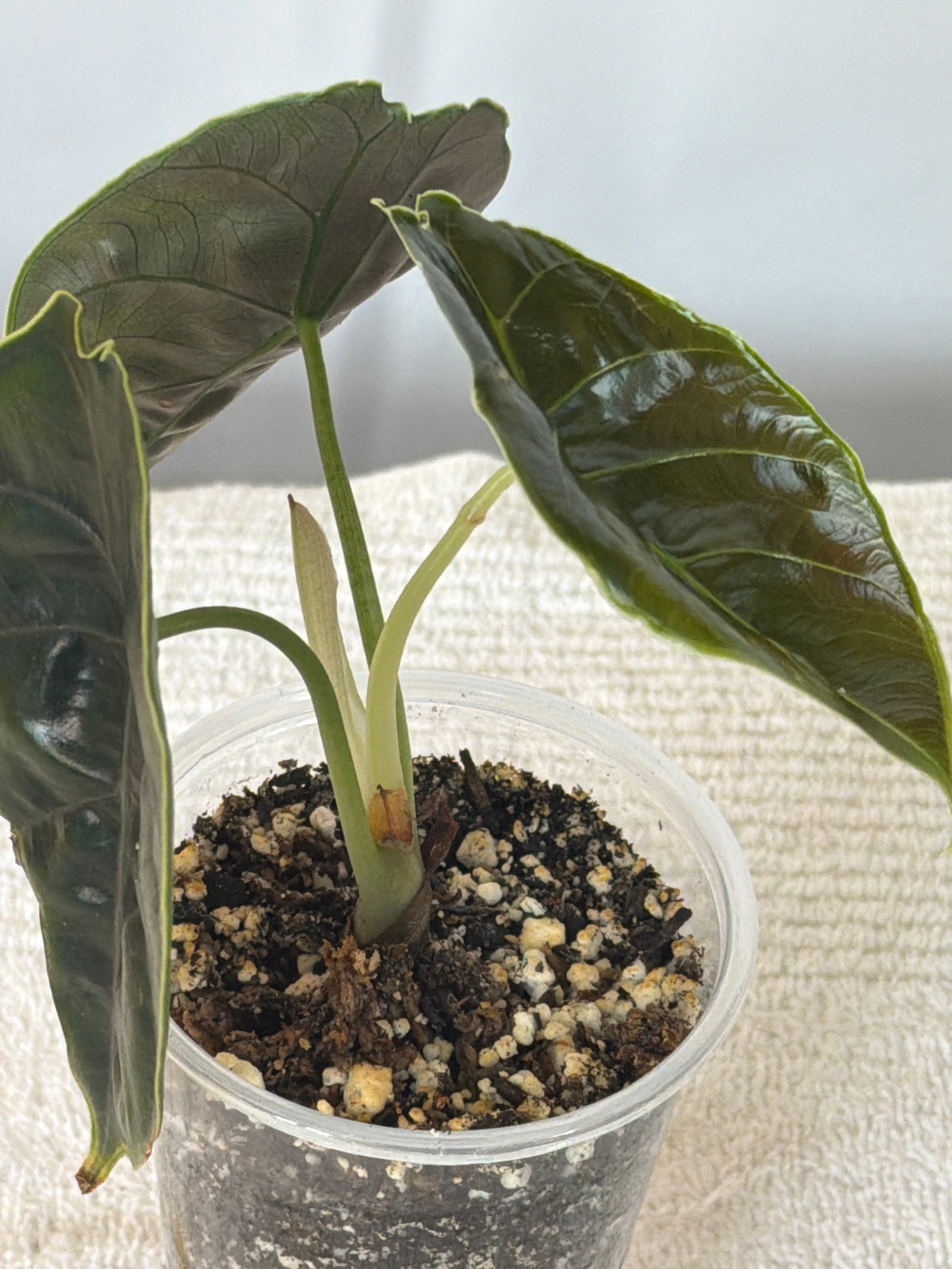 Alocasia Azlanii