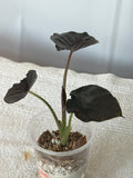 Alocasia Black Magic