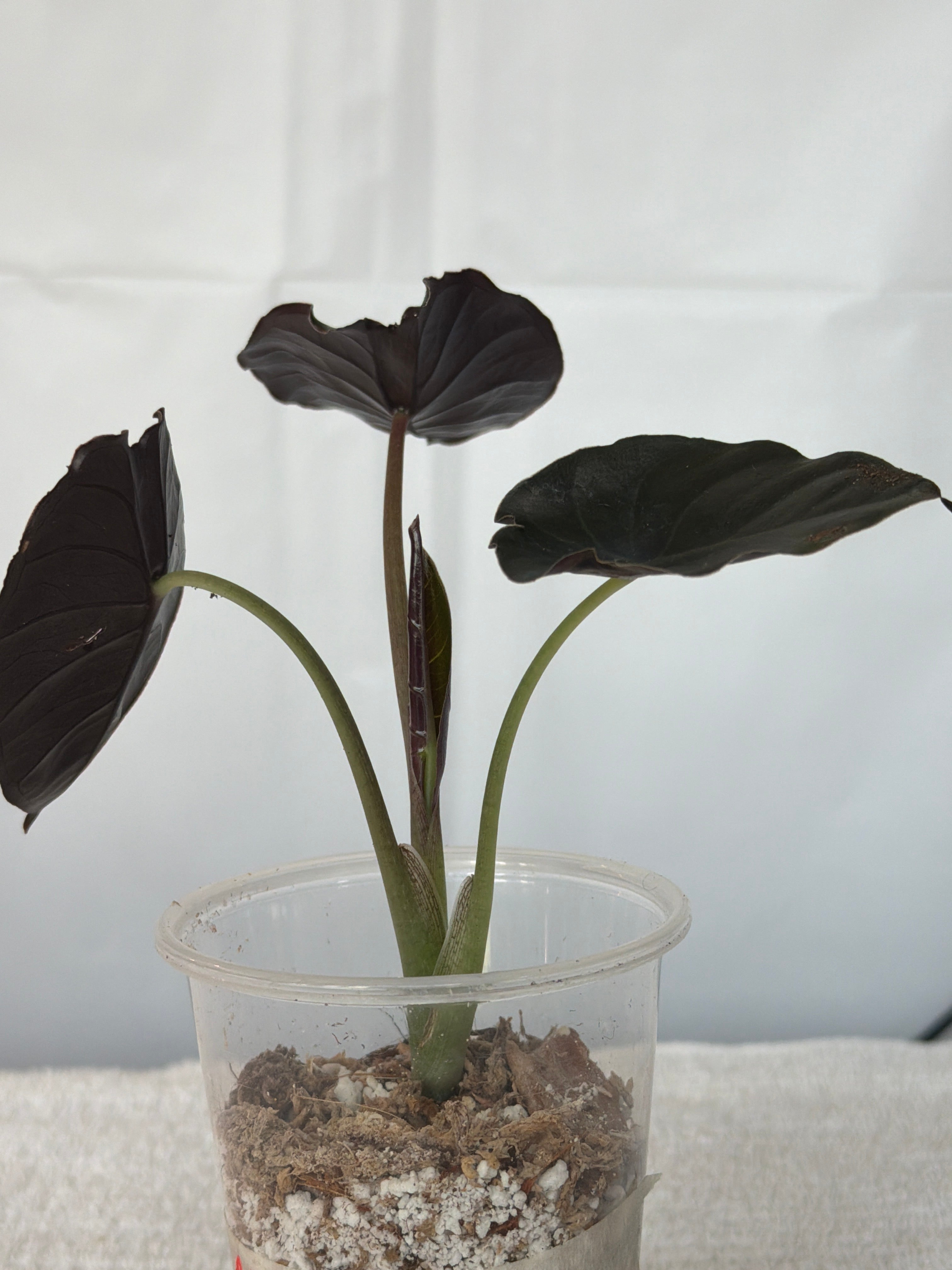 Alocasia Black Magic