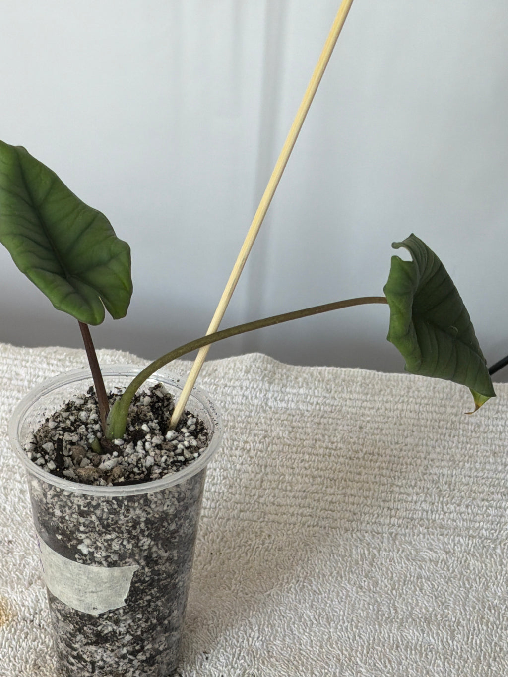 Alocasia Platinum