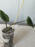 Alocasia Platinum