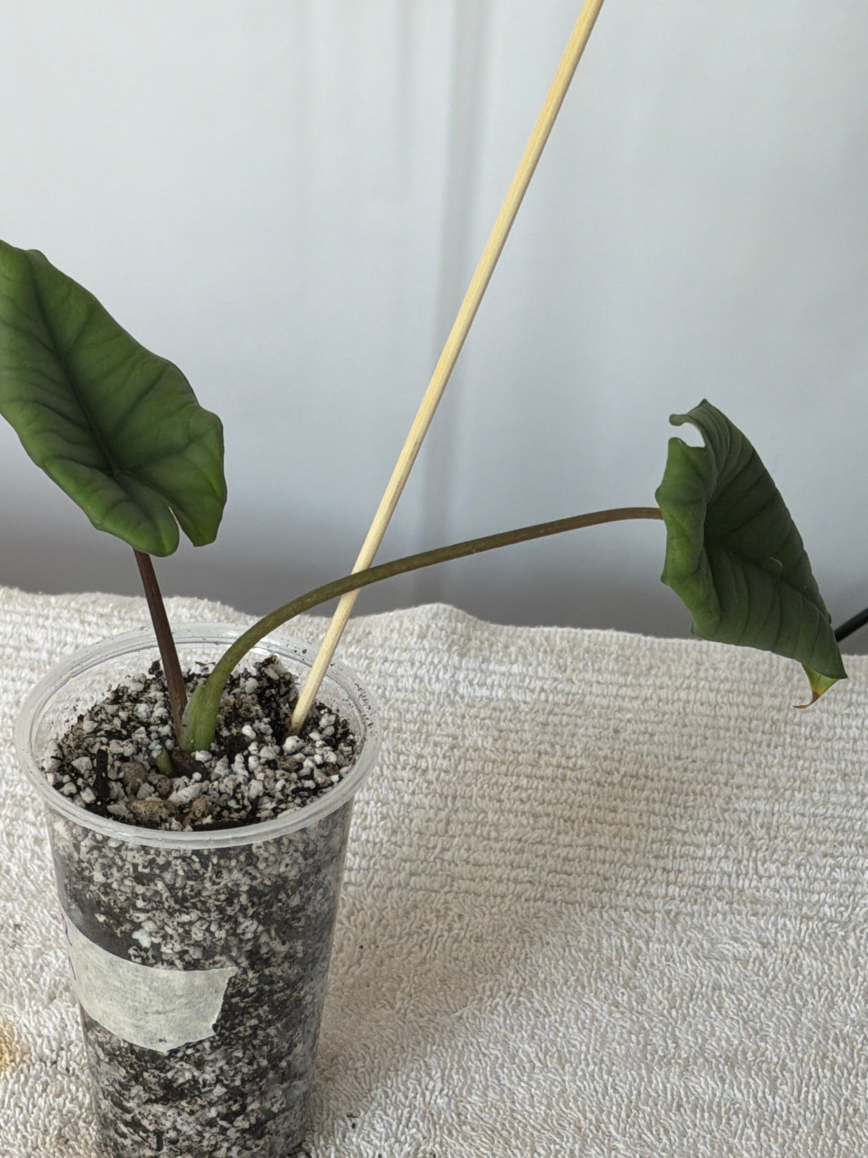 Alocasia Platinum