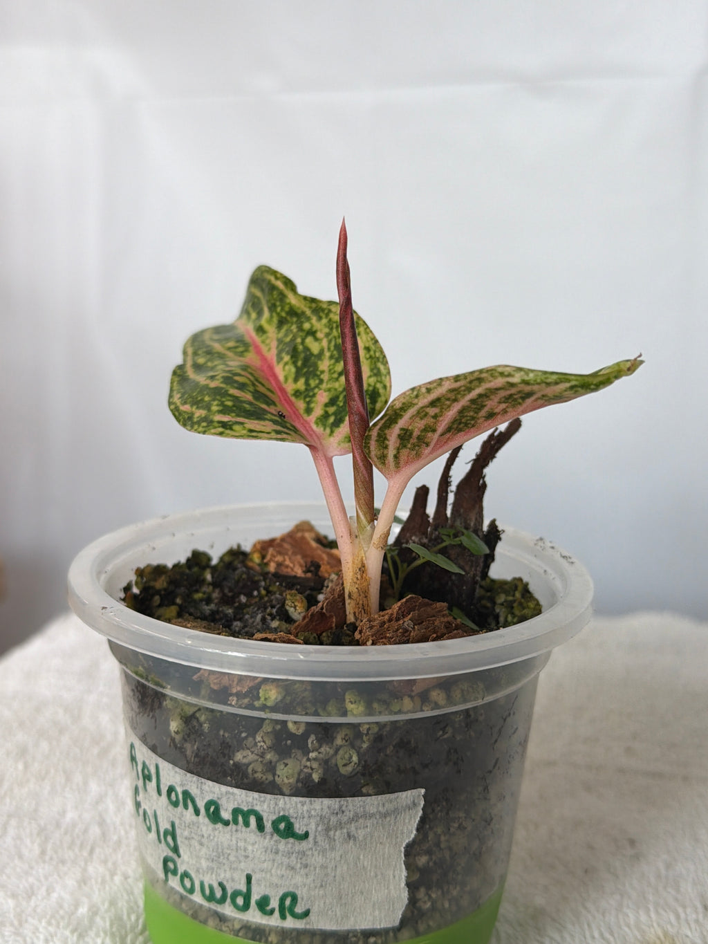 Aglaonema Gold Dust
