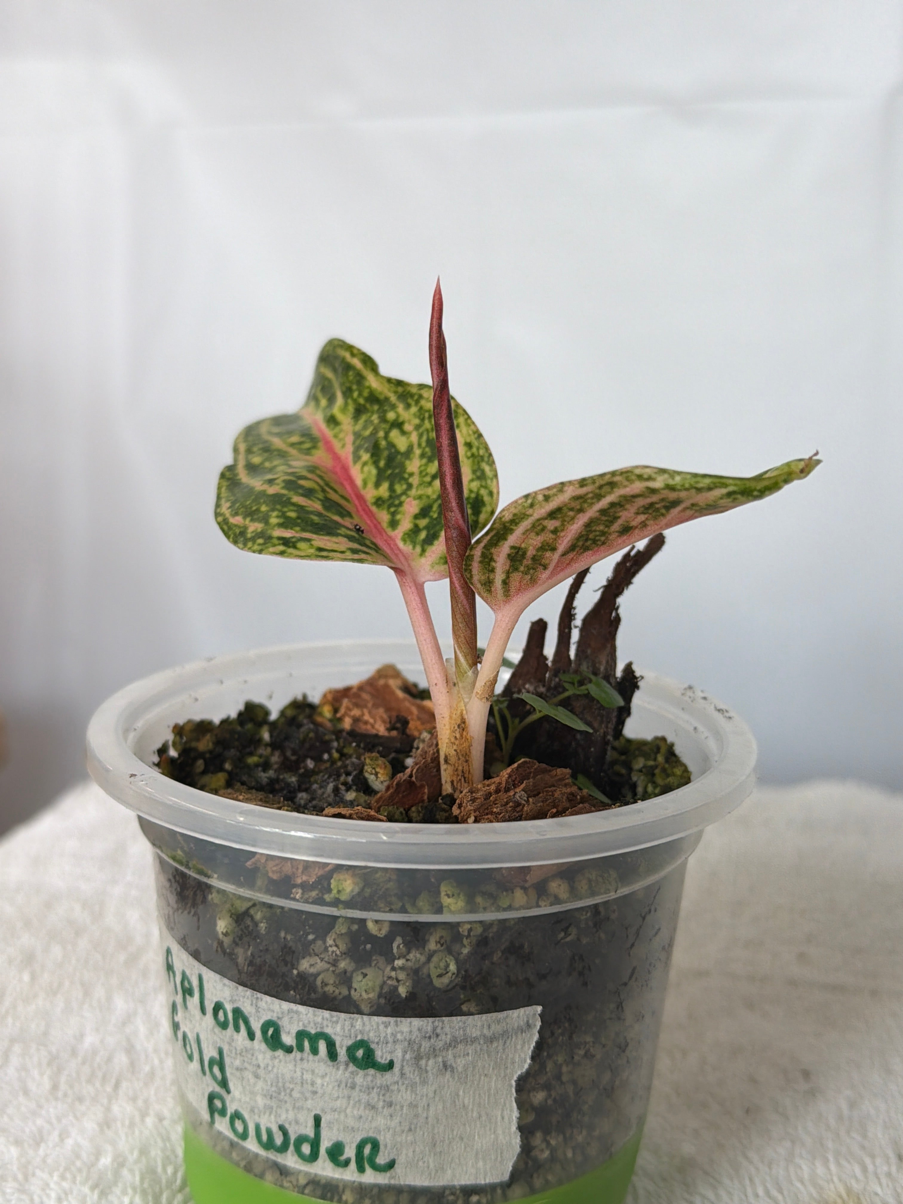 Aglaonema Gold Dust