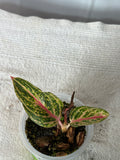 Aglaonema Gold Dust