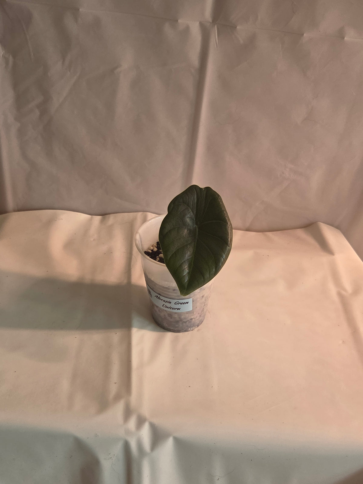 Alocasia Green Unicorn Starter