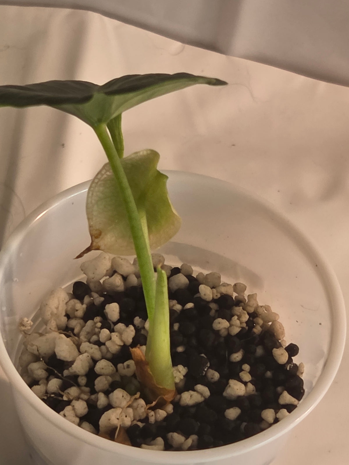 Alocasia Green Unicorn Starter