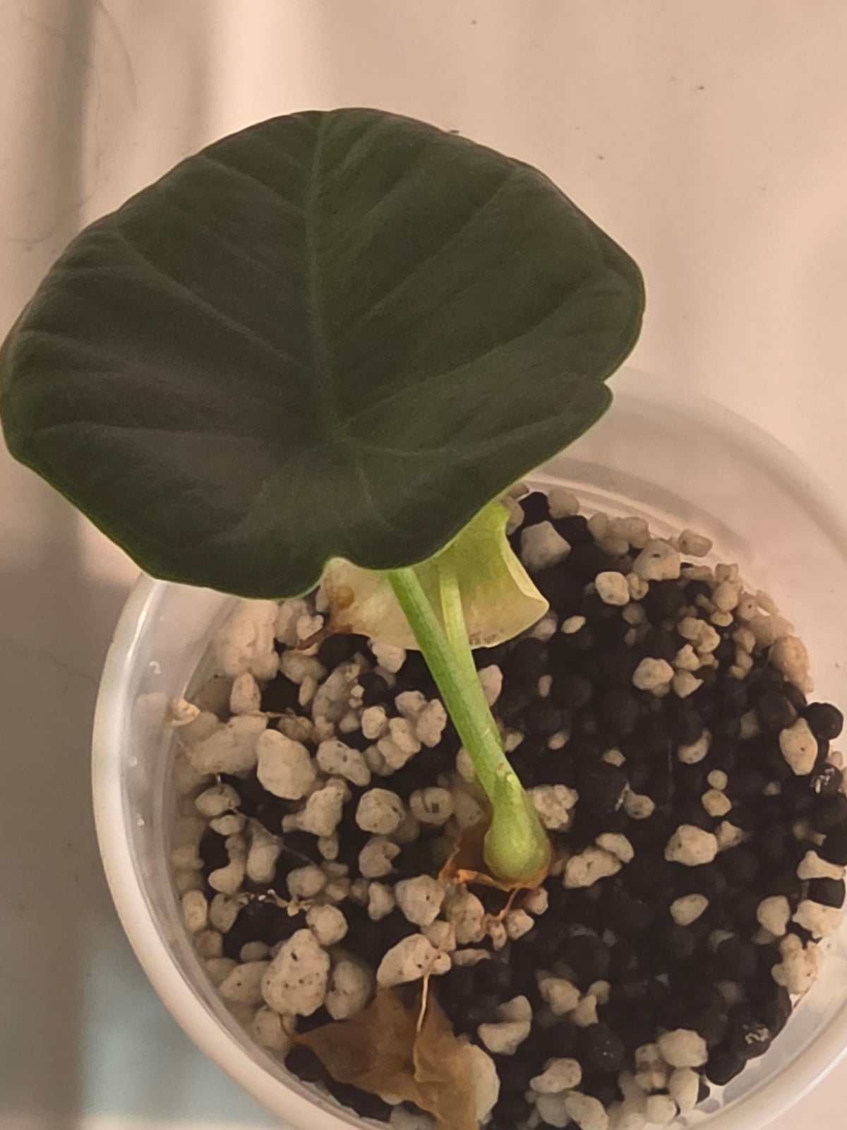 Alocasia Green Unicorn Starter