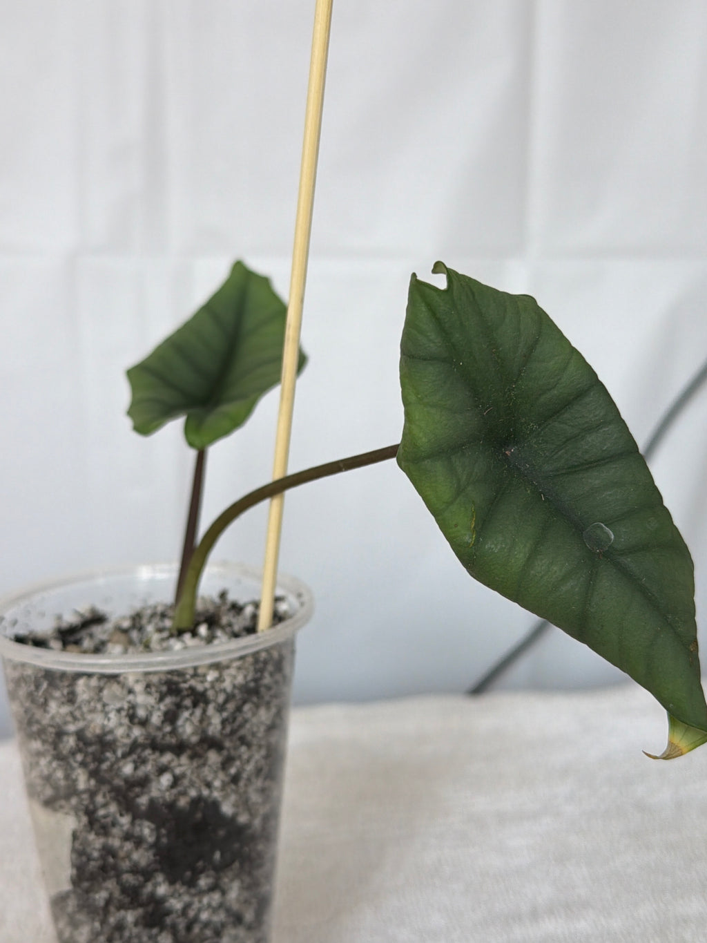 Alocasia Platinum