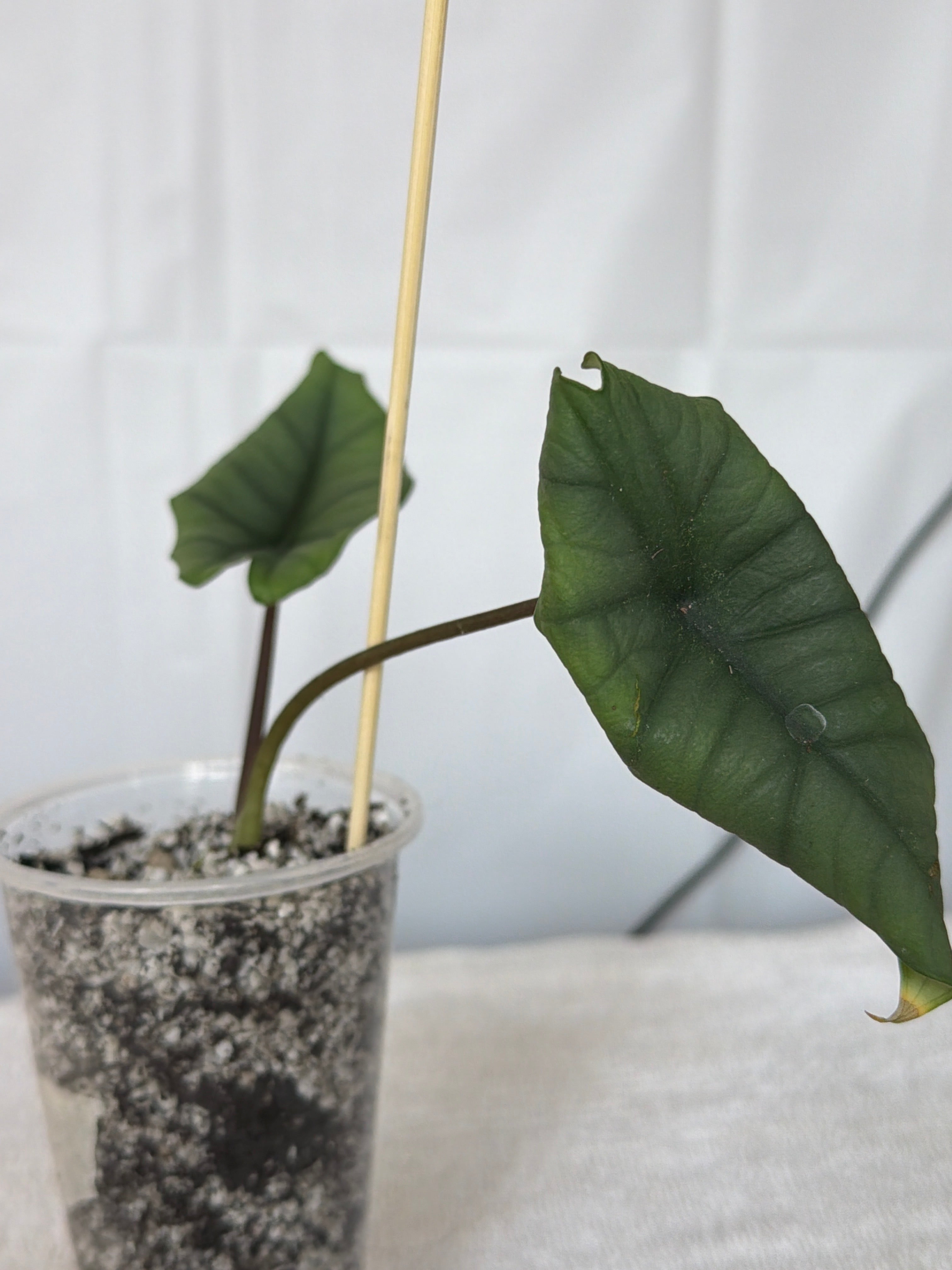 Alocasia Platinum