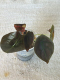 Anthurium Flamingo Flower