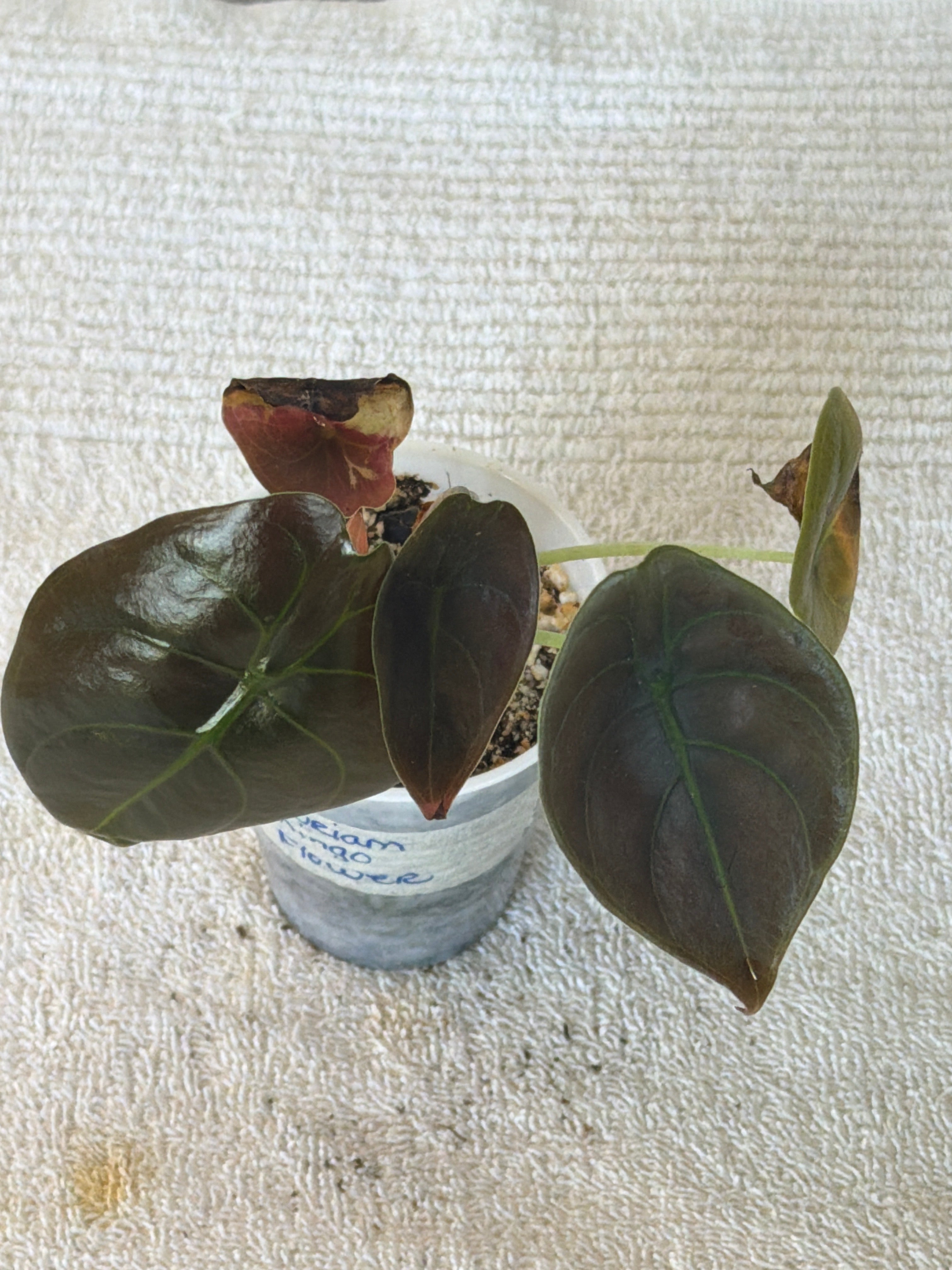 Anthurium Flamingo Flower