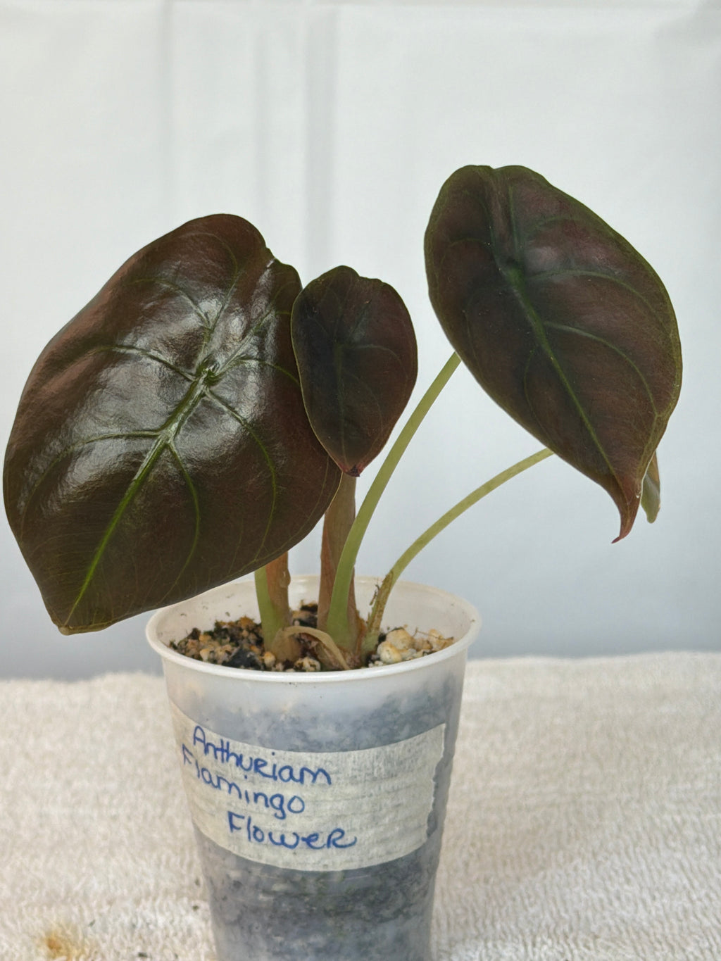Anthurium Flamingo Flower
