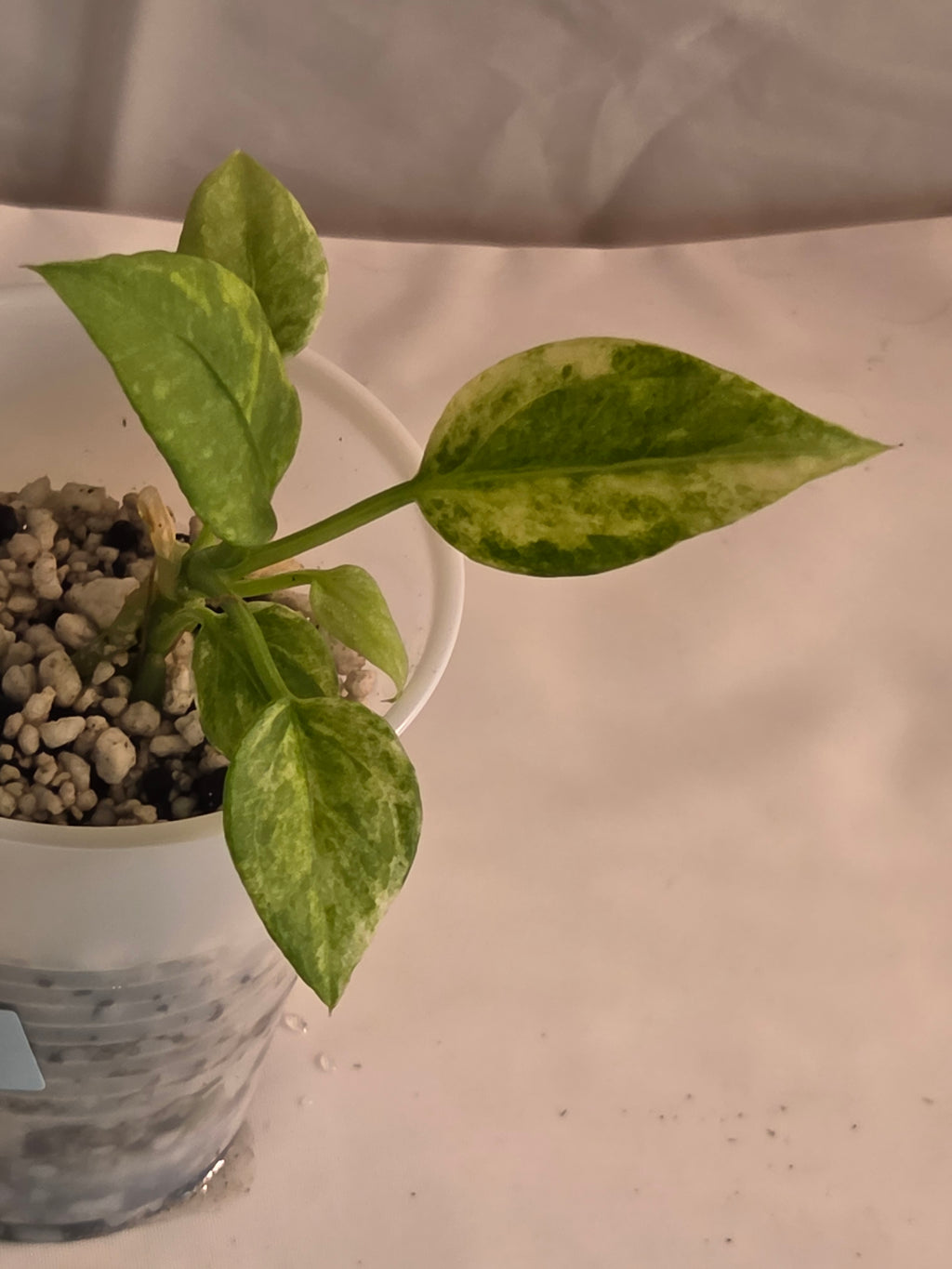 Anthurium Vittarifolium Variegated Starter Plant