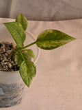 Anthurium Vittarifolium Variegated Starter Plant