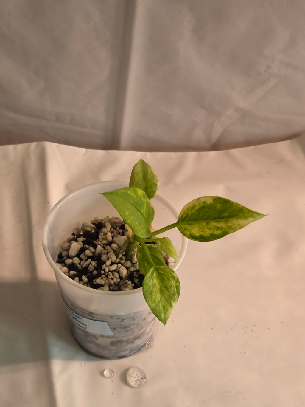 Anthurium Vittarifolium Variegated Starter Plant