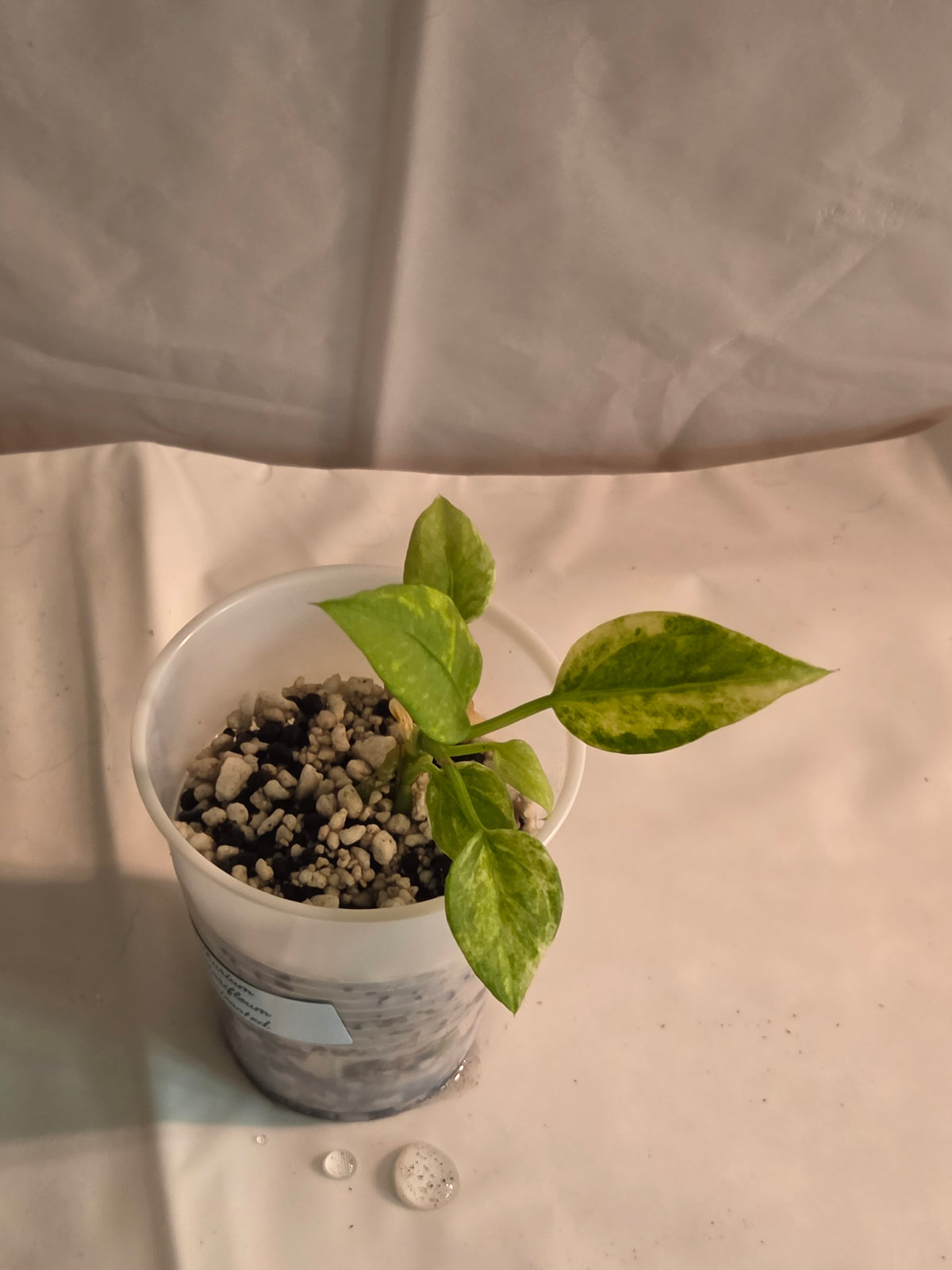 Anthurium Vittarifolium Variegated Starter Plant