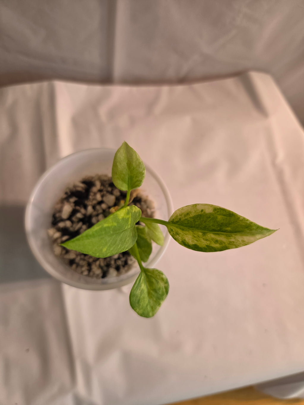 Anthurium Vittarifolium Variegated Starter Plant