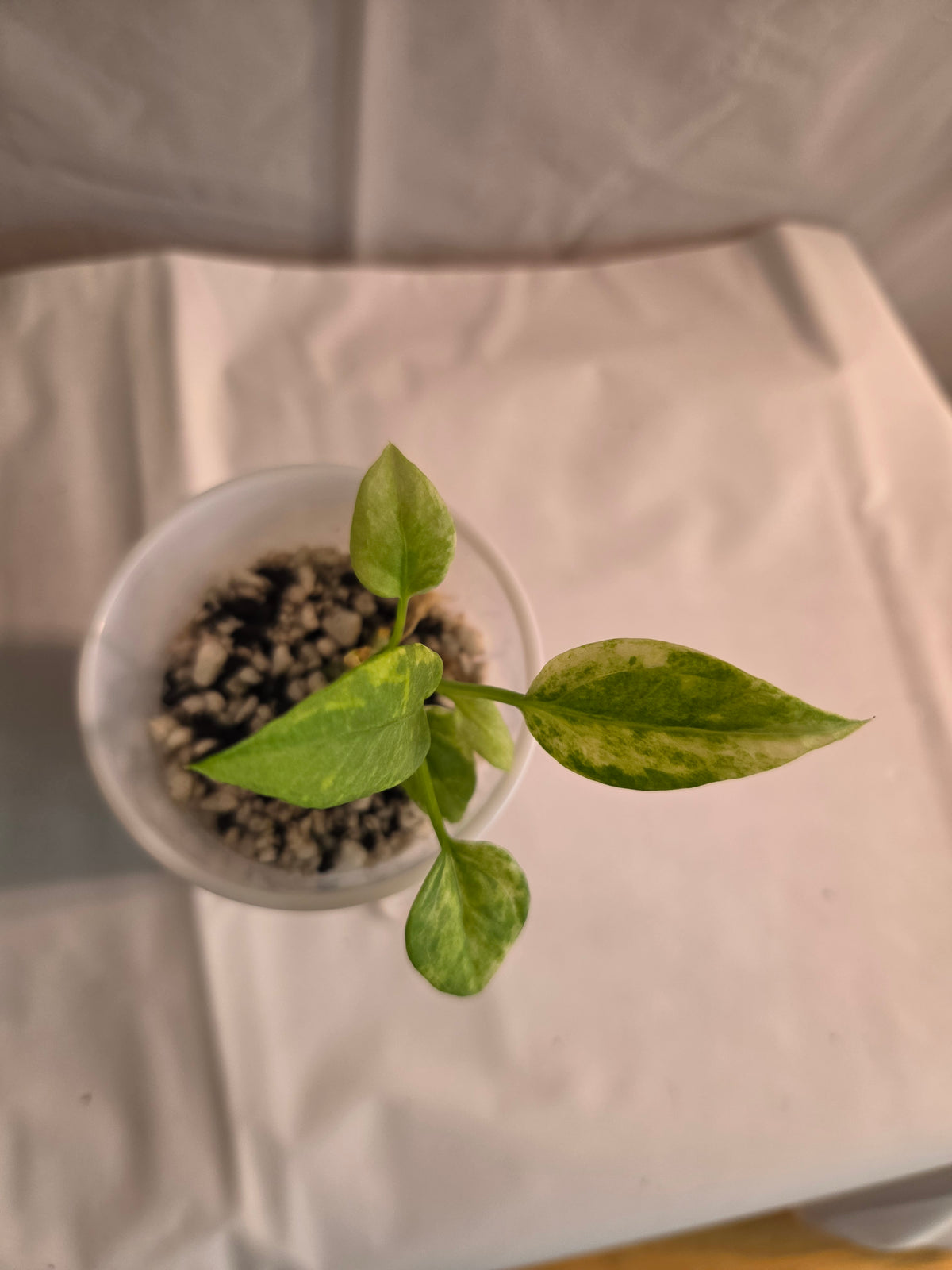 Anthurium Vittarifolium Variegated Starter Plant