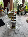 Angel Wing Begonia