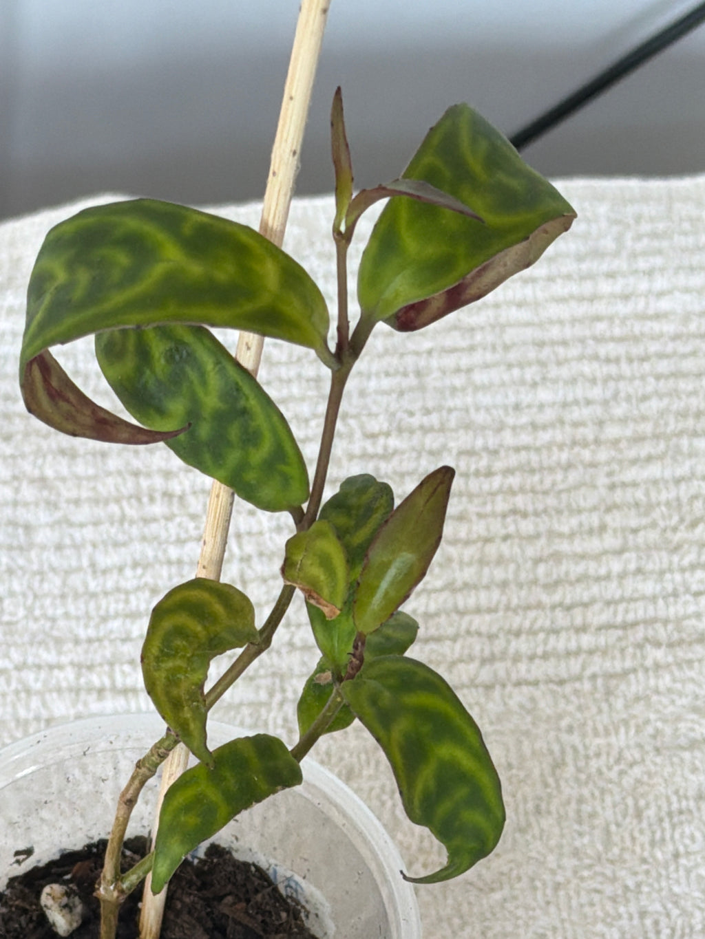 Black Pagoda Lipstick Plant