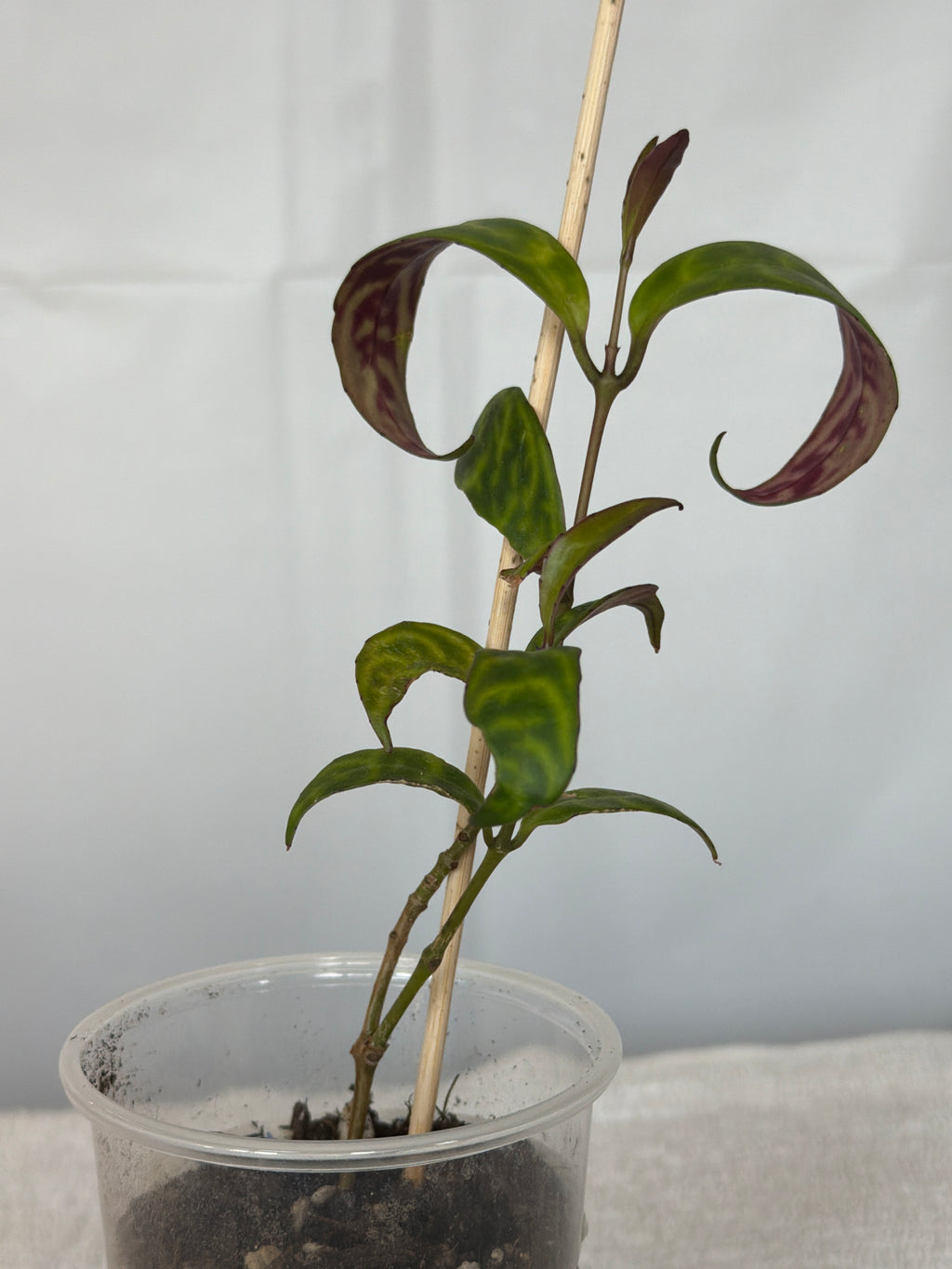 Black Pagoda Lipstick Plant