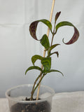 Black Pagoda Lipstick Plant