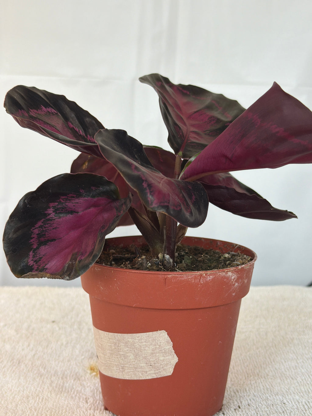 Calathea Crimson