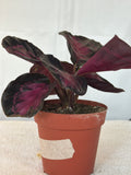 Calathea Crimson