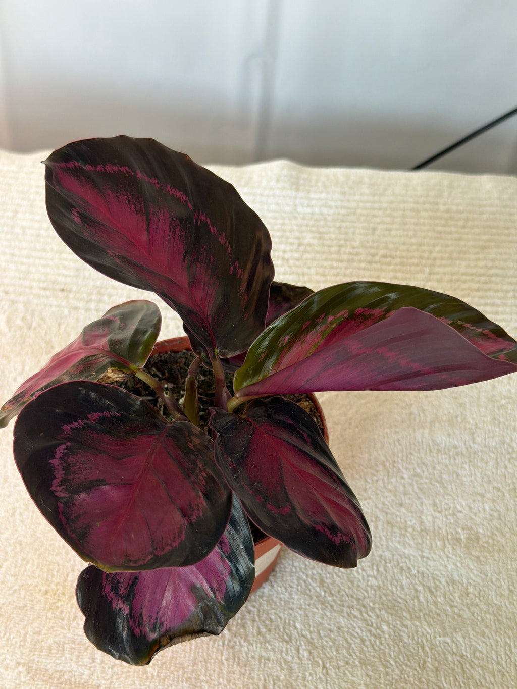 Calathea Crimson