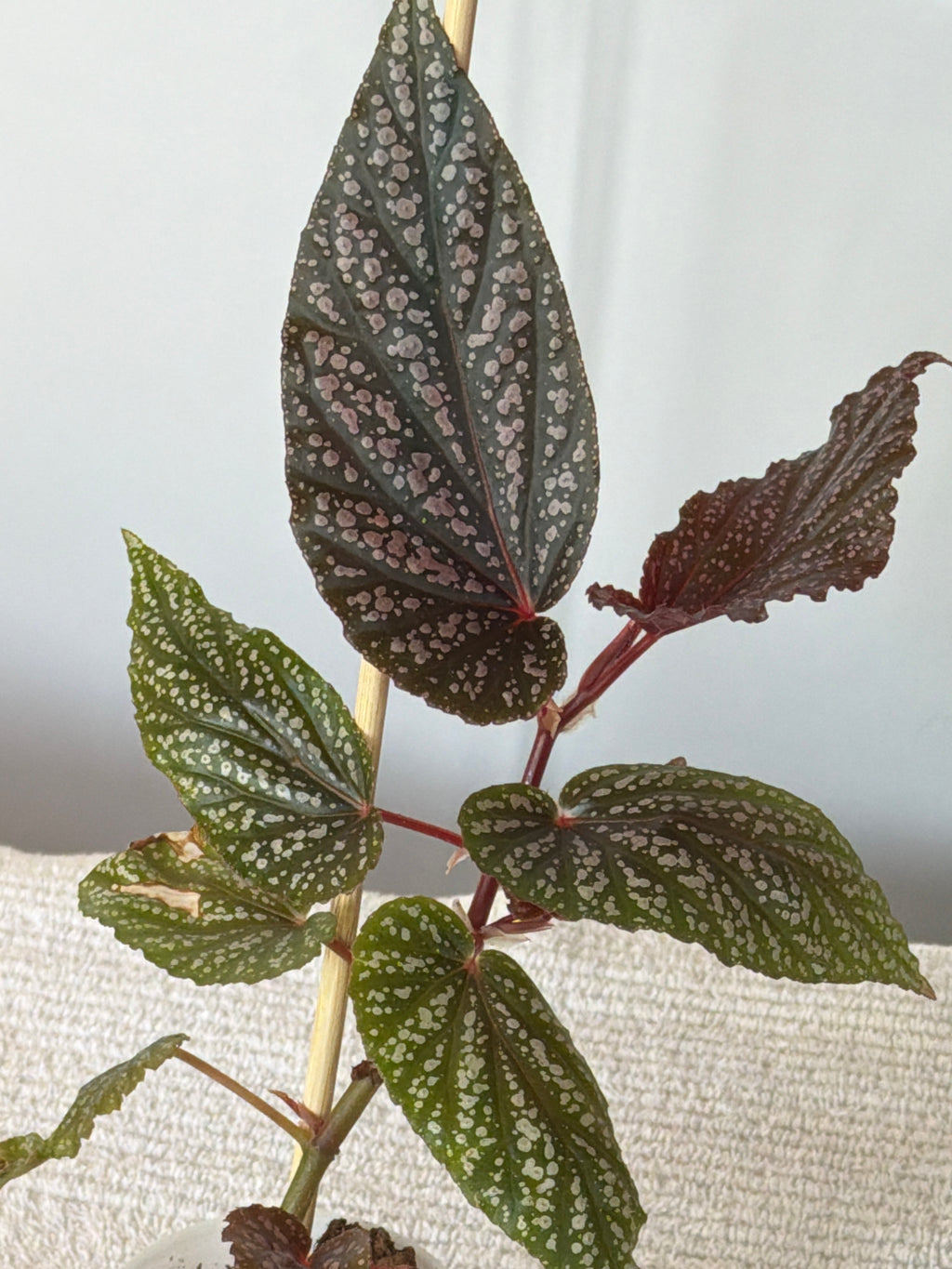 Cane Begonia