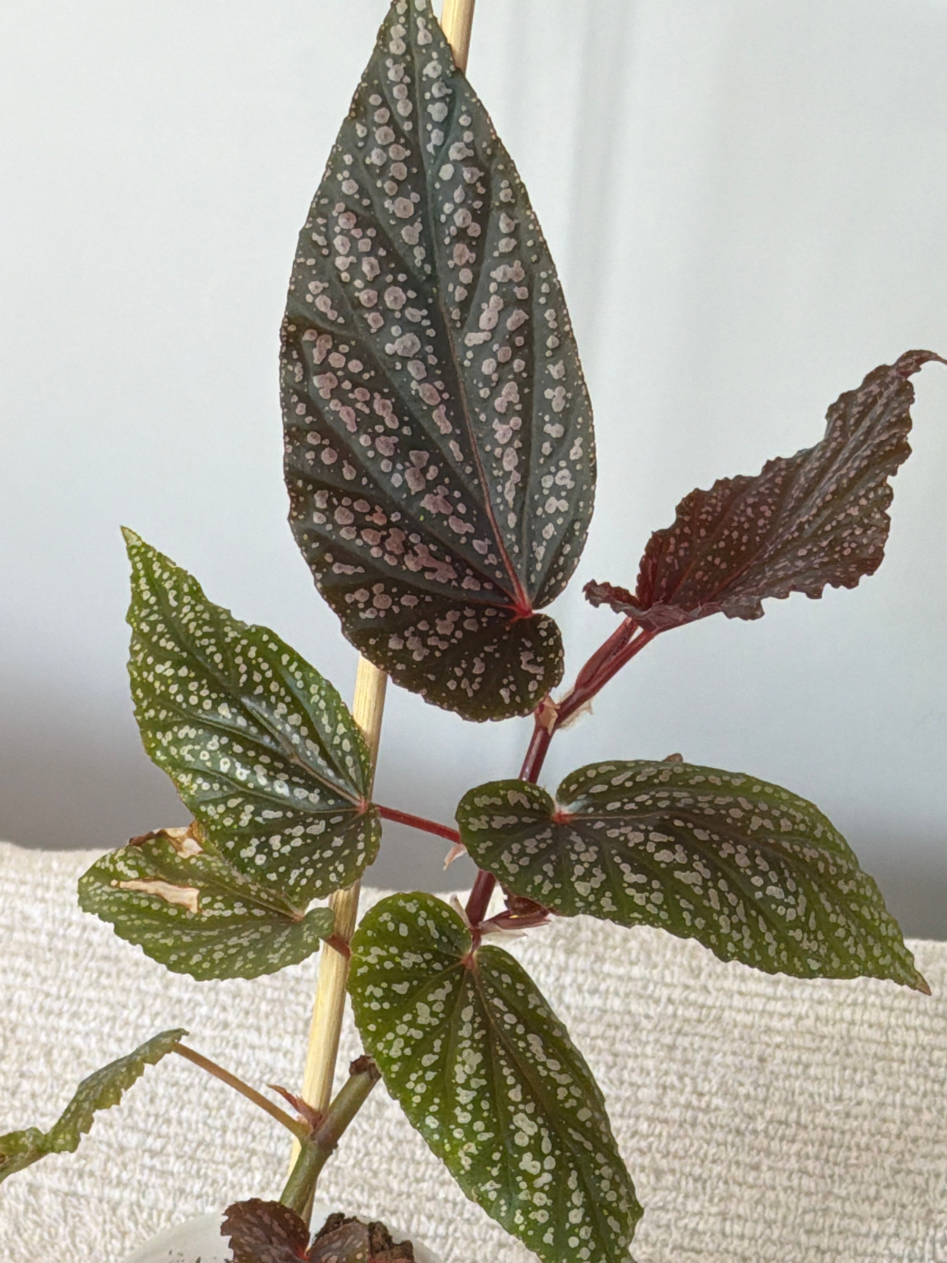 Cane Begonia