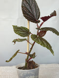 Cane Begonia
