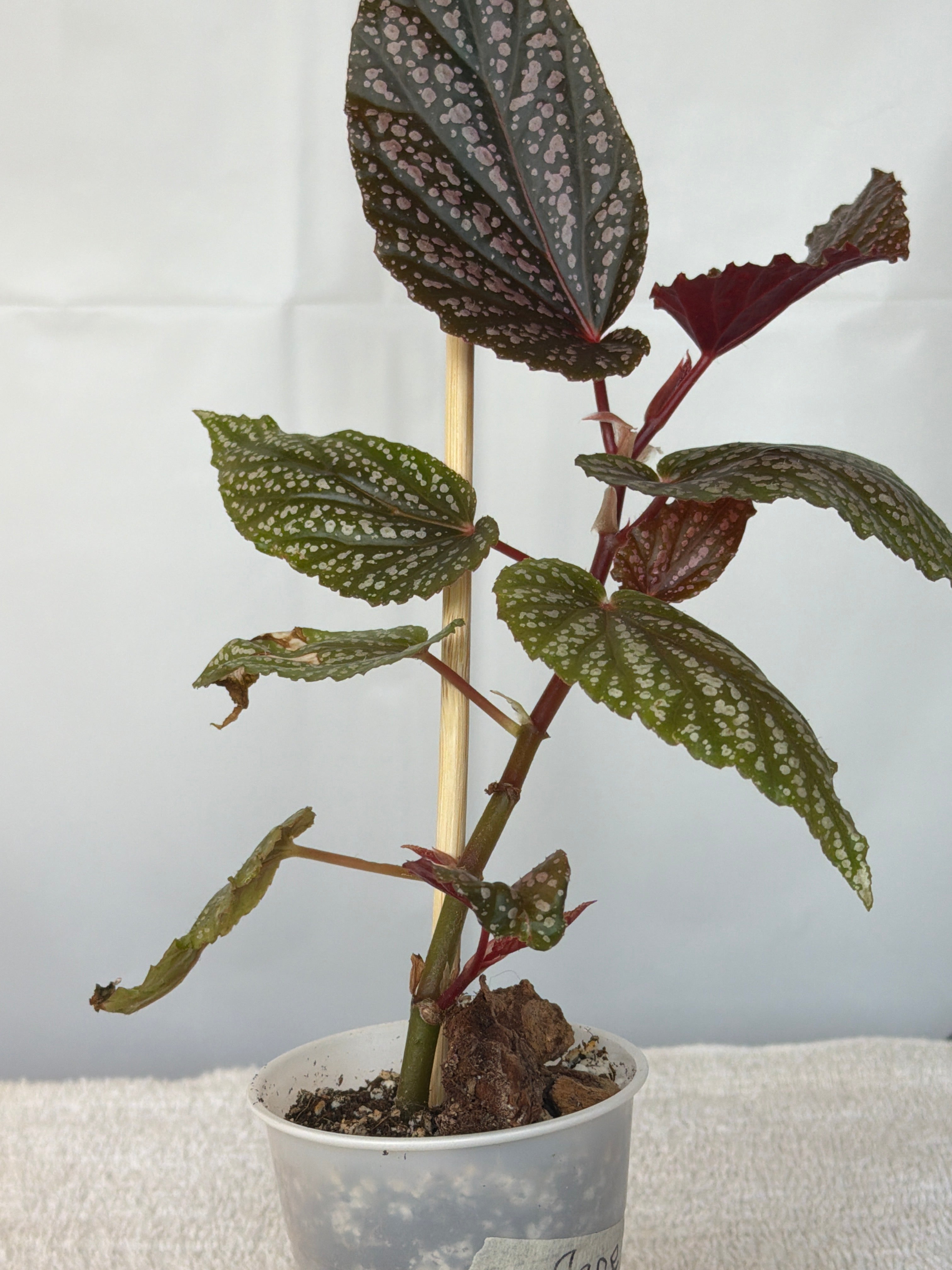 Cane Begonia