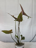 Cyrtosperma Johnstonii