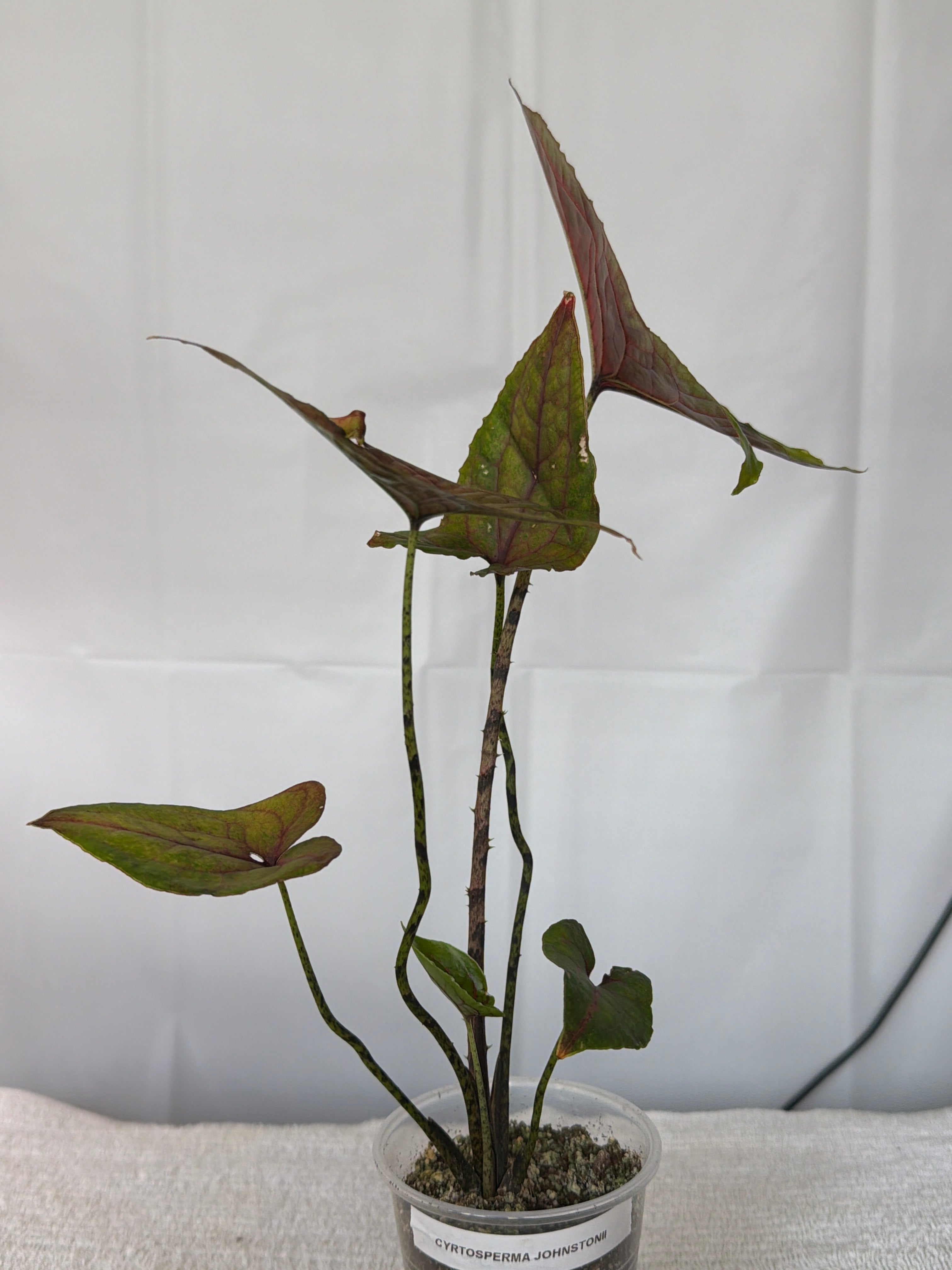 Cyrtosperma Johnstonii