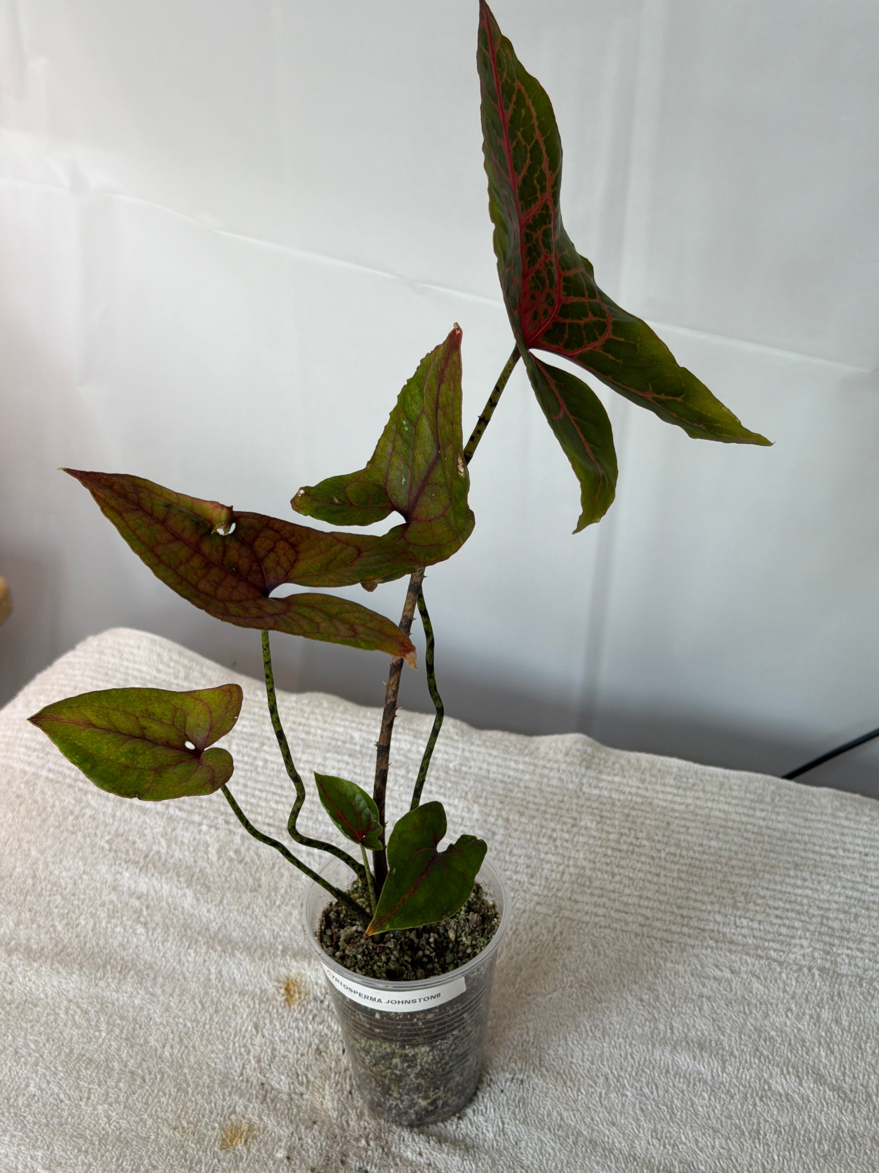 Cyrtosperma Johnstonii