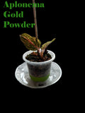 Apanama Gold Powder