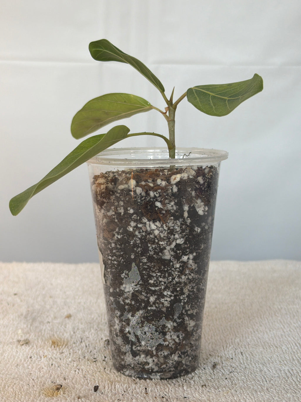 Ficus Audrey