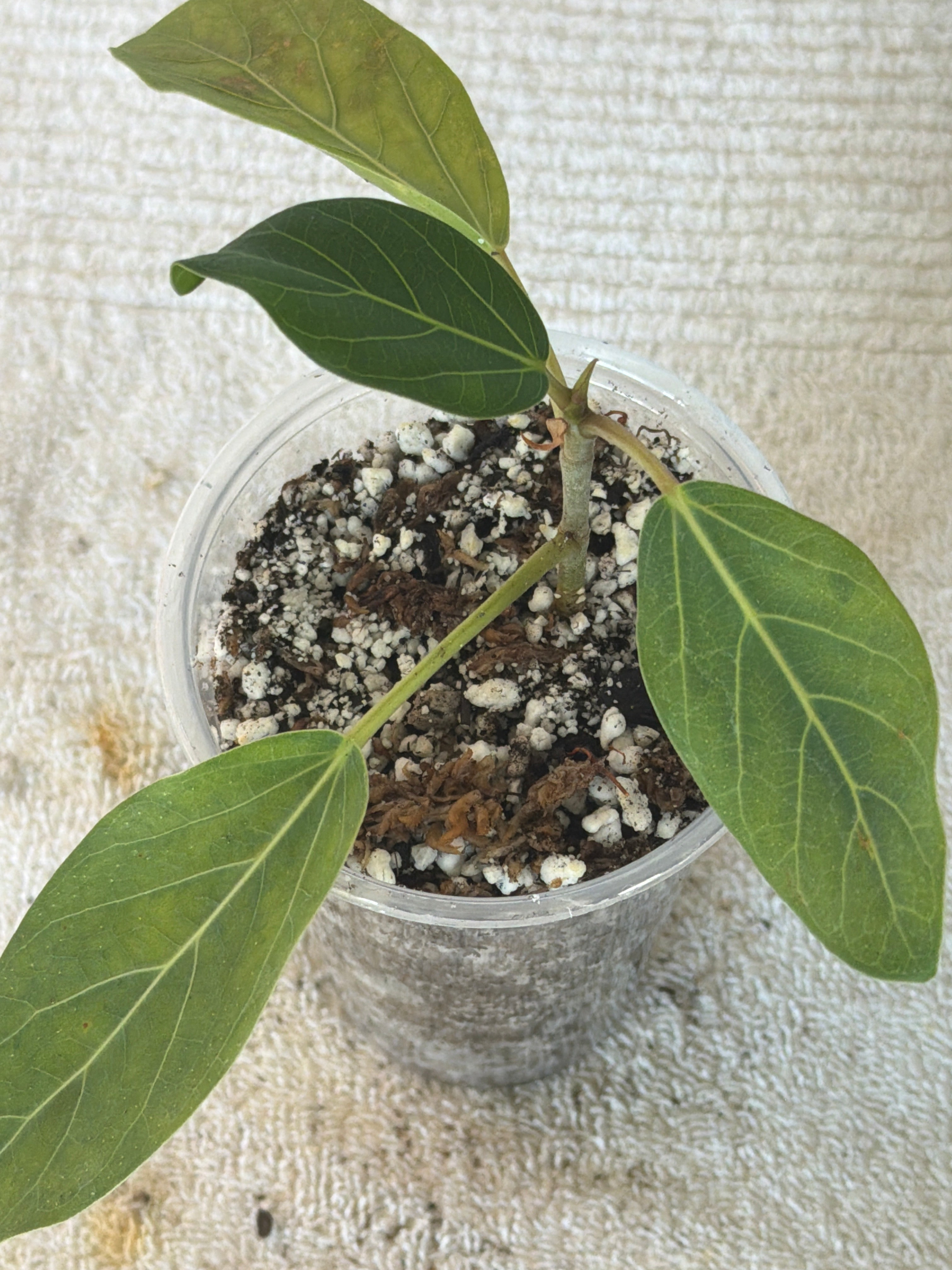 Ficus Audrey
