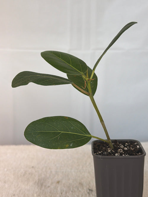 Ficus Audrey