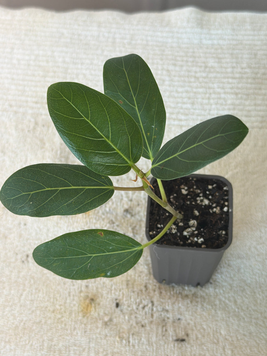 Ficus Audrey
