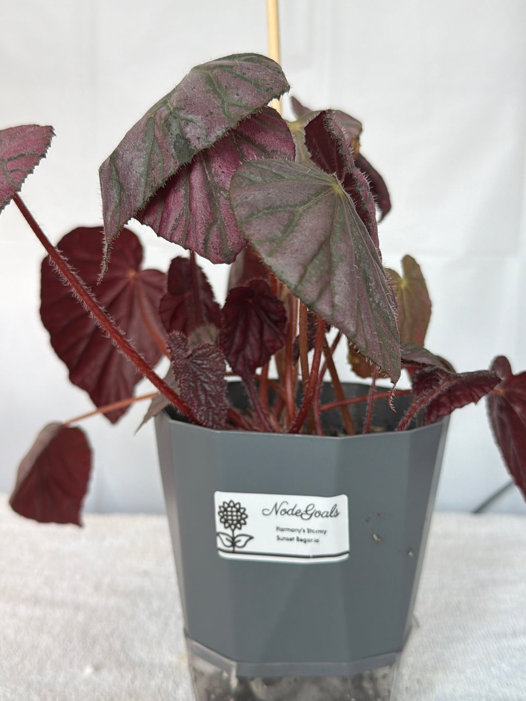 Harmony's Stormy Sunset Begonia