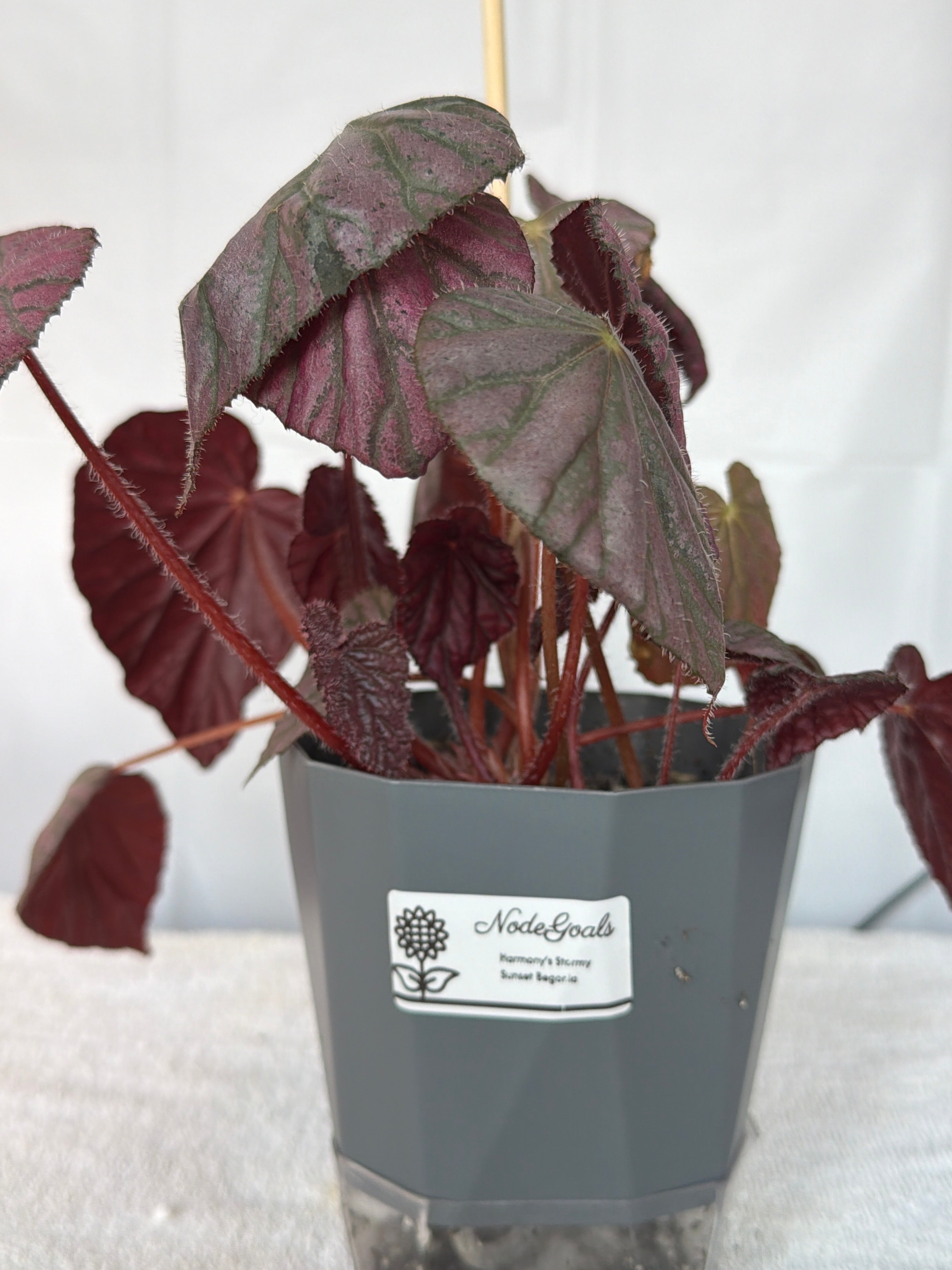 Harmony's Stormy Sunset Begonia