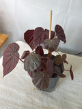 Harmony's Stormy Sunset Begonia