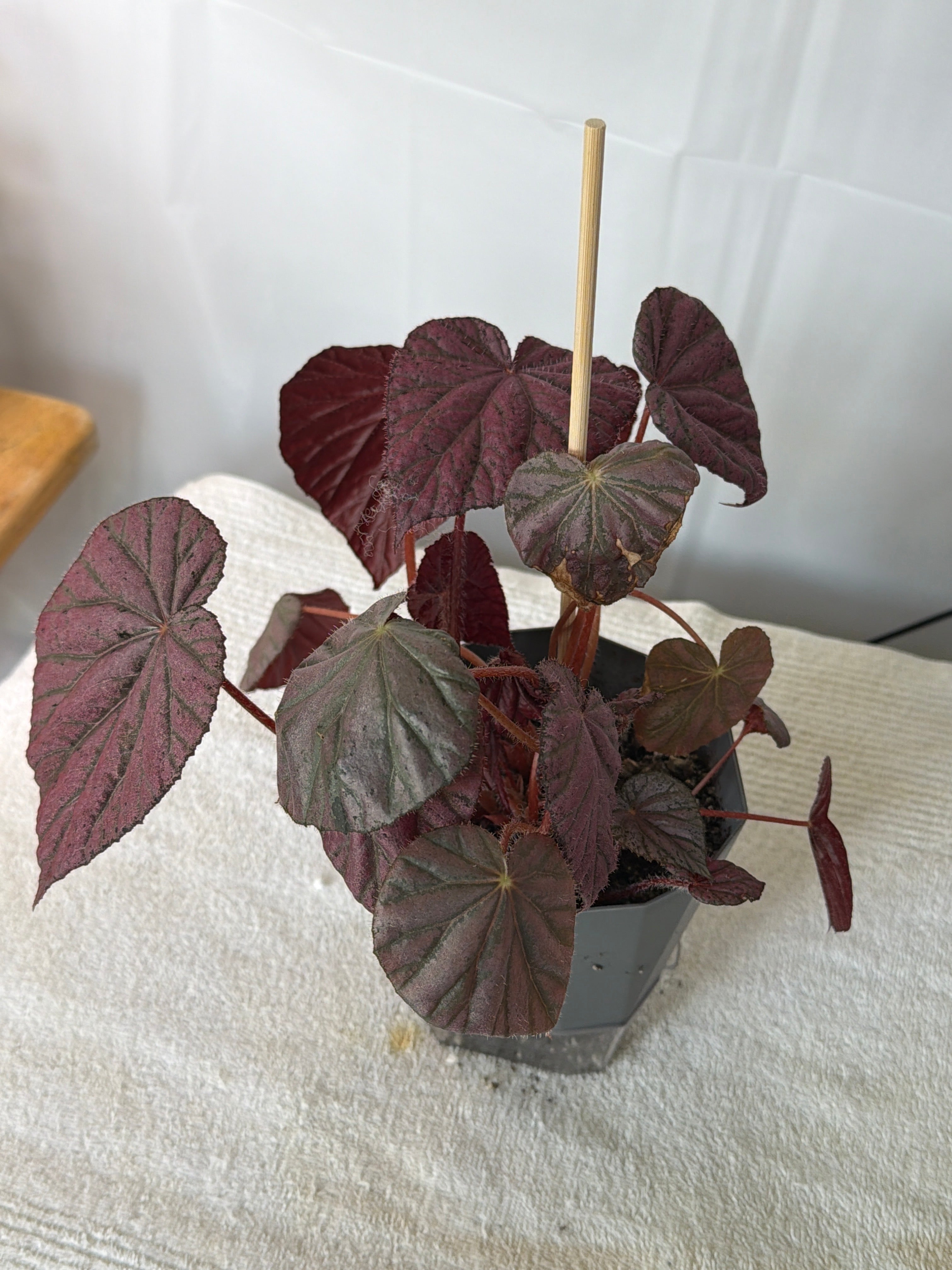 Harmony's Stormy Sunset Begonia