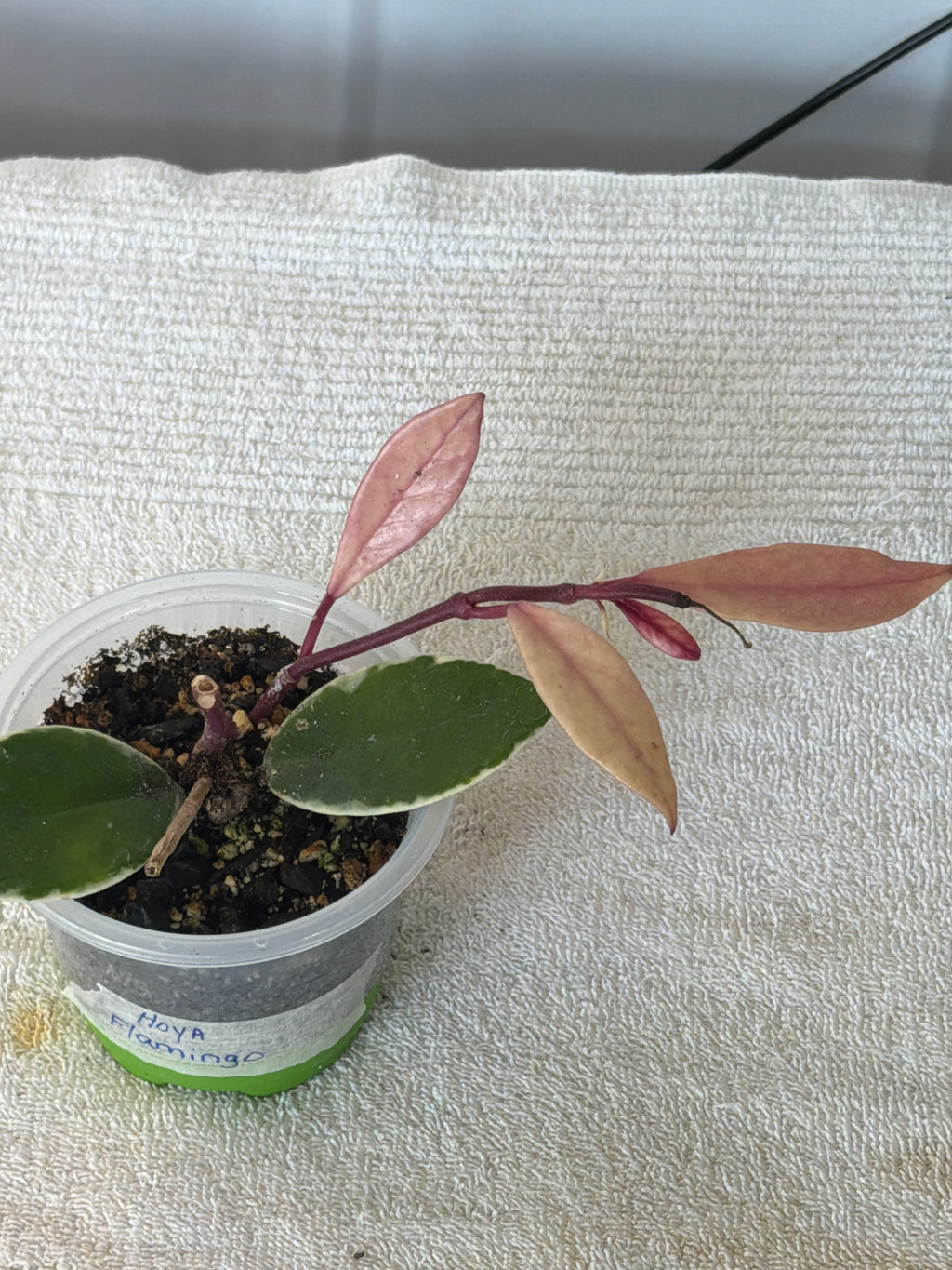 Hoya Flamingo Pink